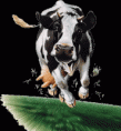 /album/galerie-de-photos-les-vaches/q3lnfvz5-1-gif/